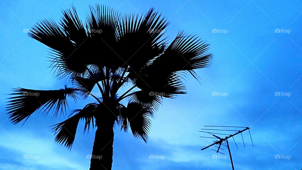 Palm & Antenna . California Palm & TV Antenna as the sun goes down.