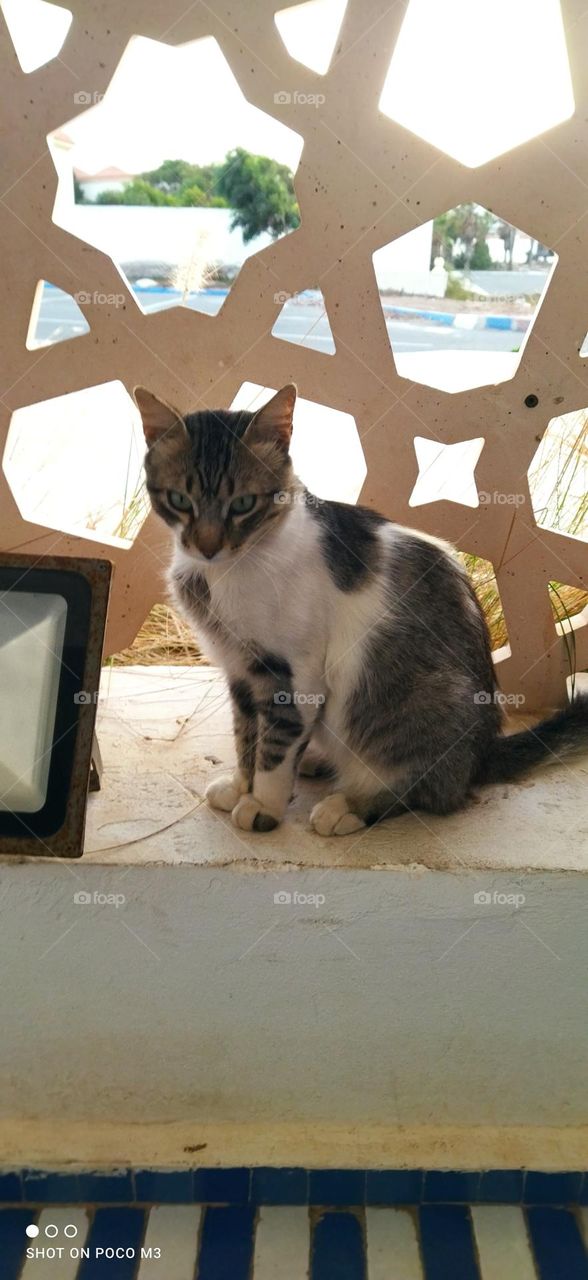 beautiful cat looking at camera.