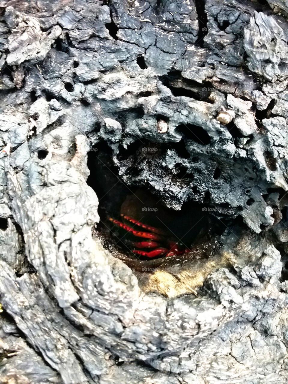 Surpresa de Caranguejo vermelho.