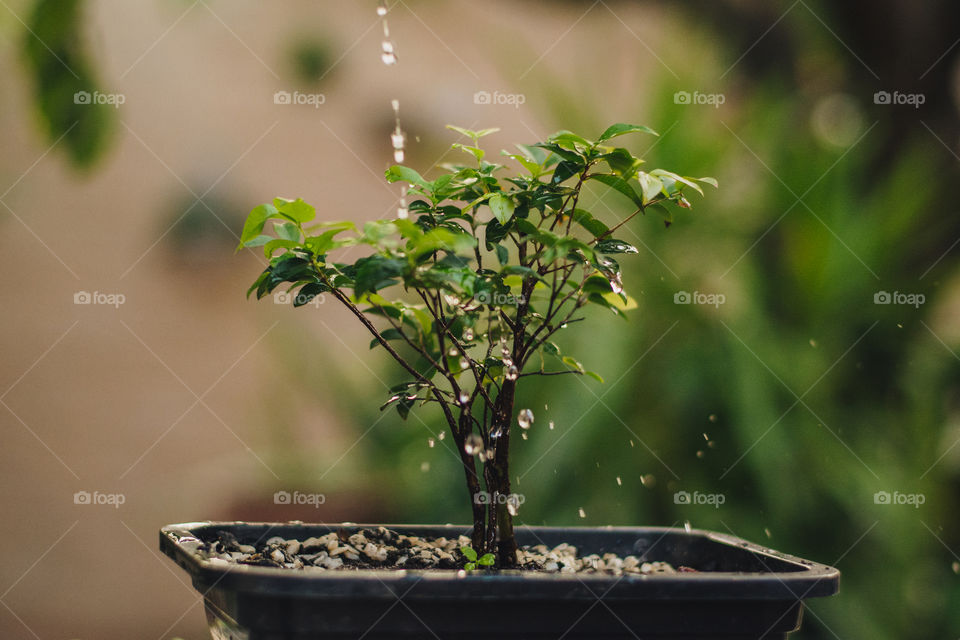 Little tree being watered