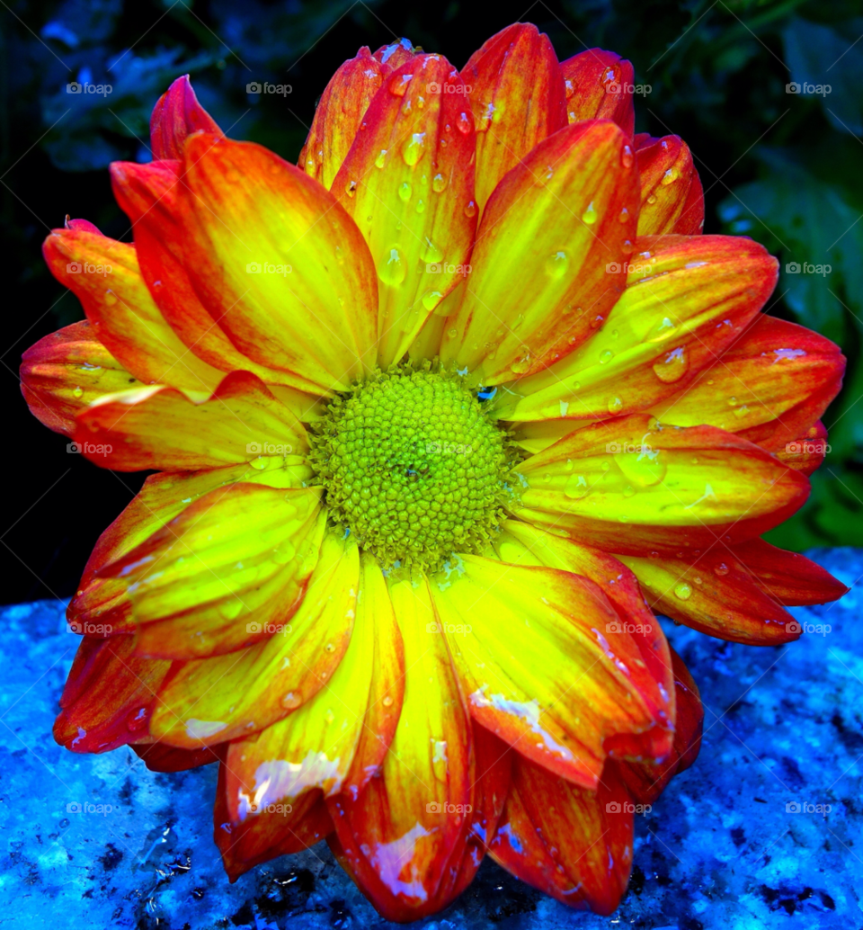 nyc yellow nature flower by delvec