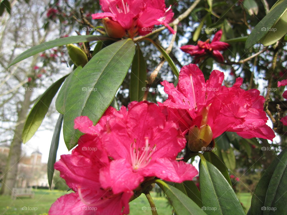 Nature, Flower, Flora, Leaf, Garden