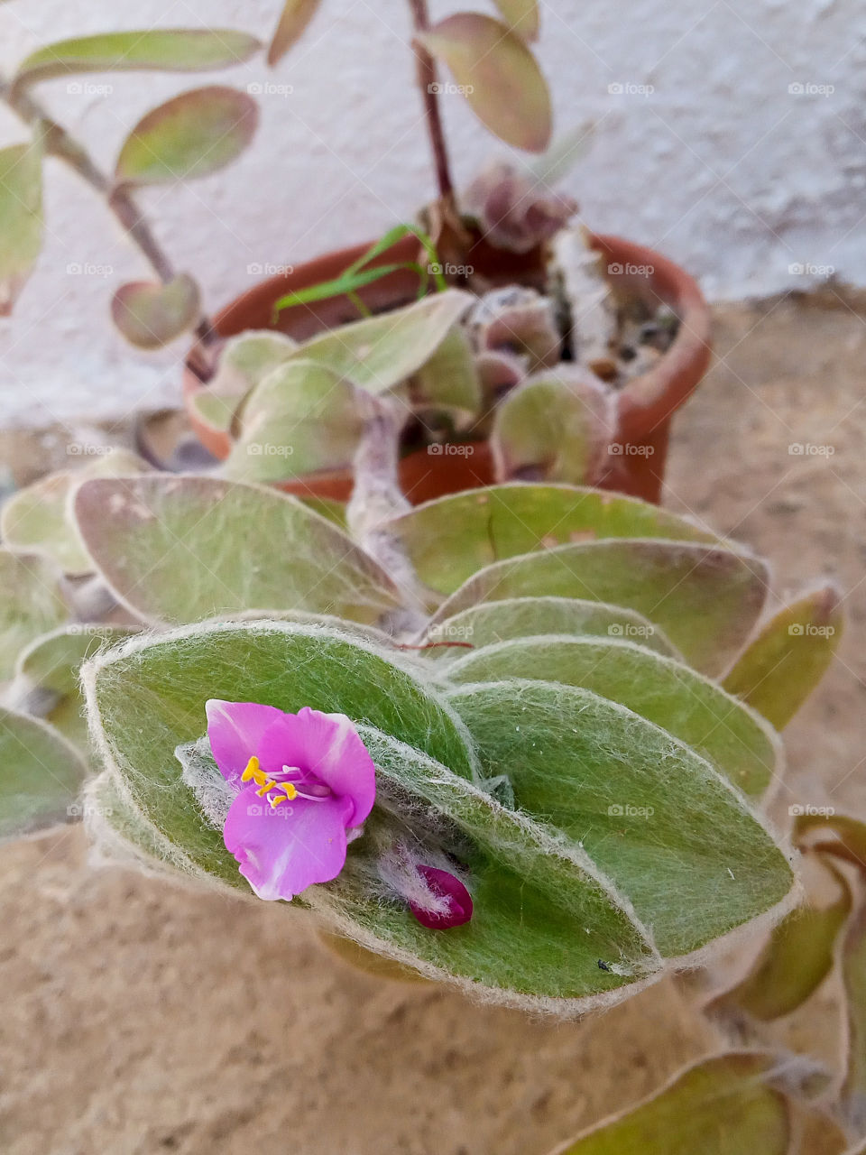 Tradescantia sillamontana