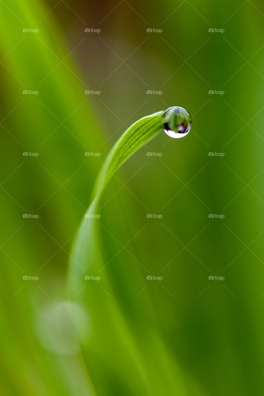 A macro portrait of a water droplet hanging at the very tip of a blade of grass in the garden.