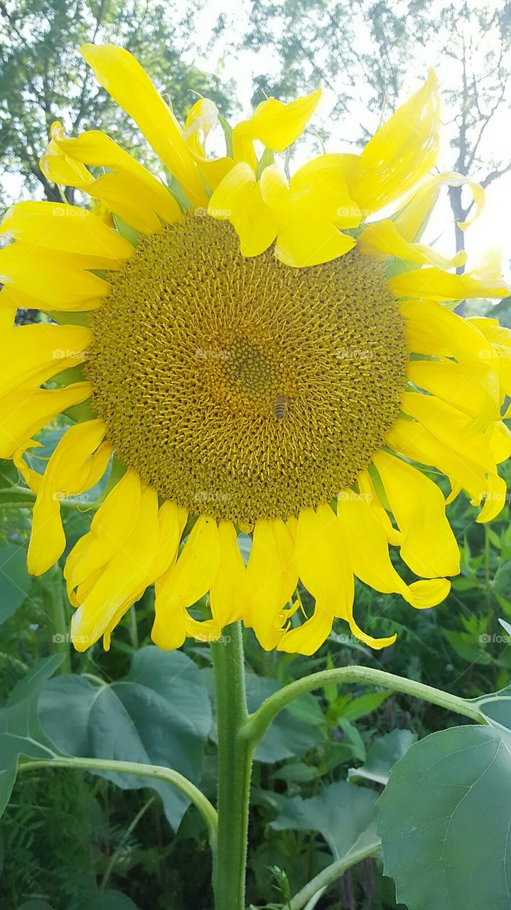 Sommer Sonnenblumen