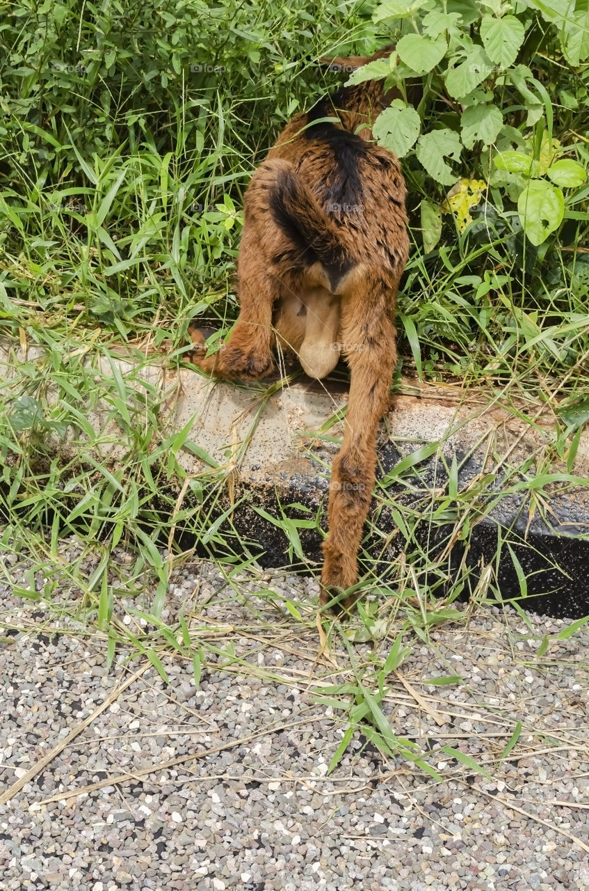 Rear Of A Ram Kid