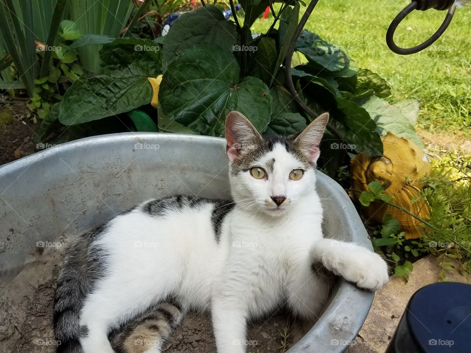 The kitten hanging out