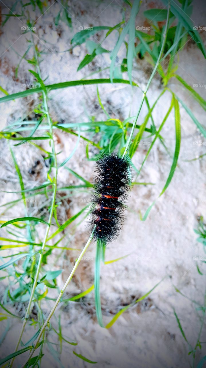 Caterpillar