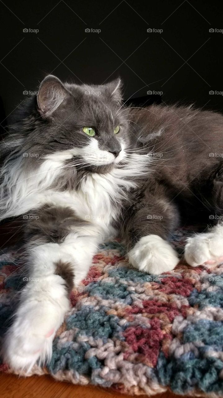 Grey and white domestic long haired cat in sunlight