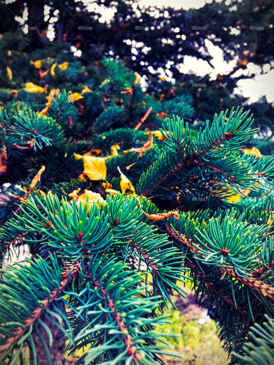 White spruce and fall leaves 