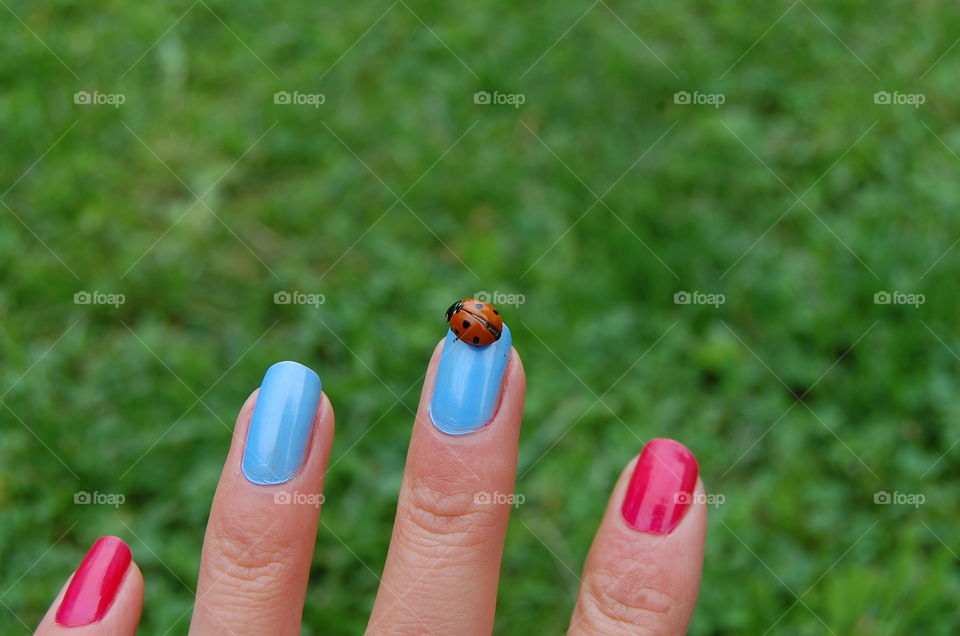 ladybird