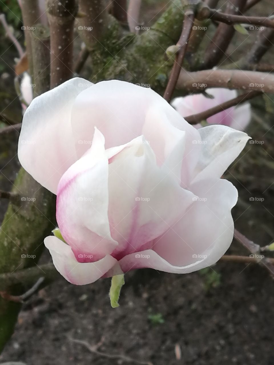 White-Pink Flower