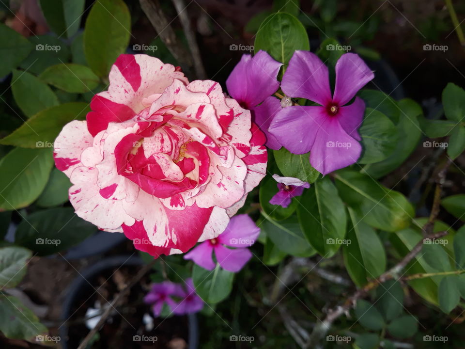 red and white shaded rose with pruple flower