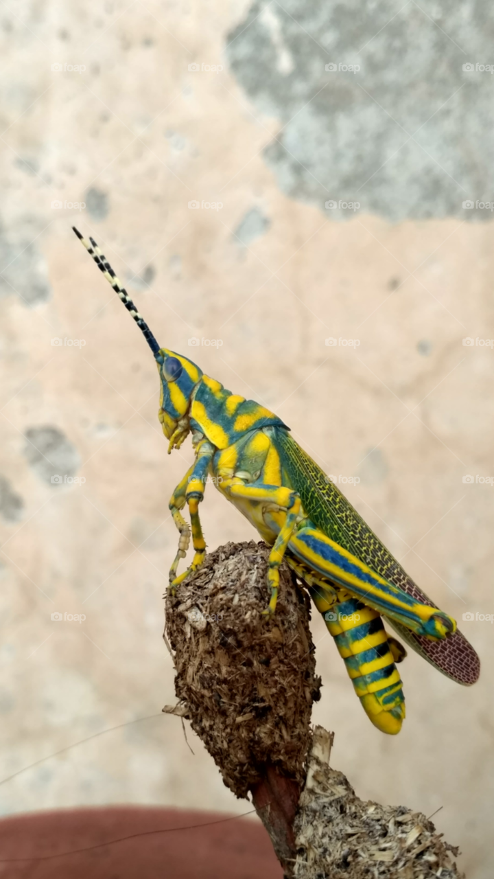 grasshopper```