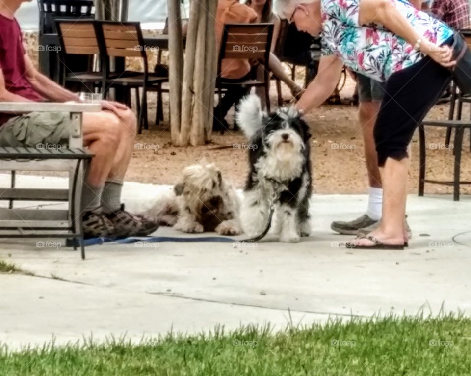 Dogs, sheepdogs getting petted by a stranger, grandmother, woman outdoors in public, bench, park