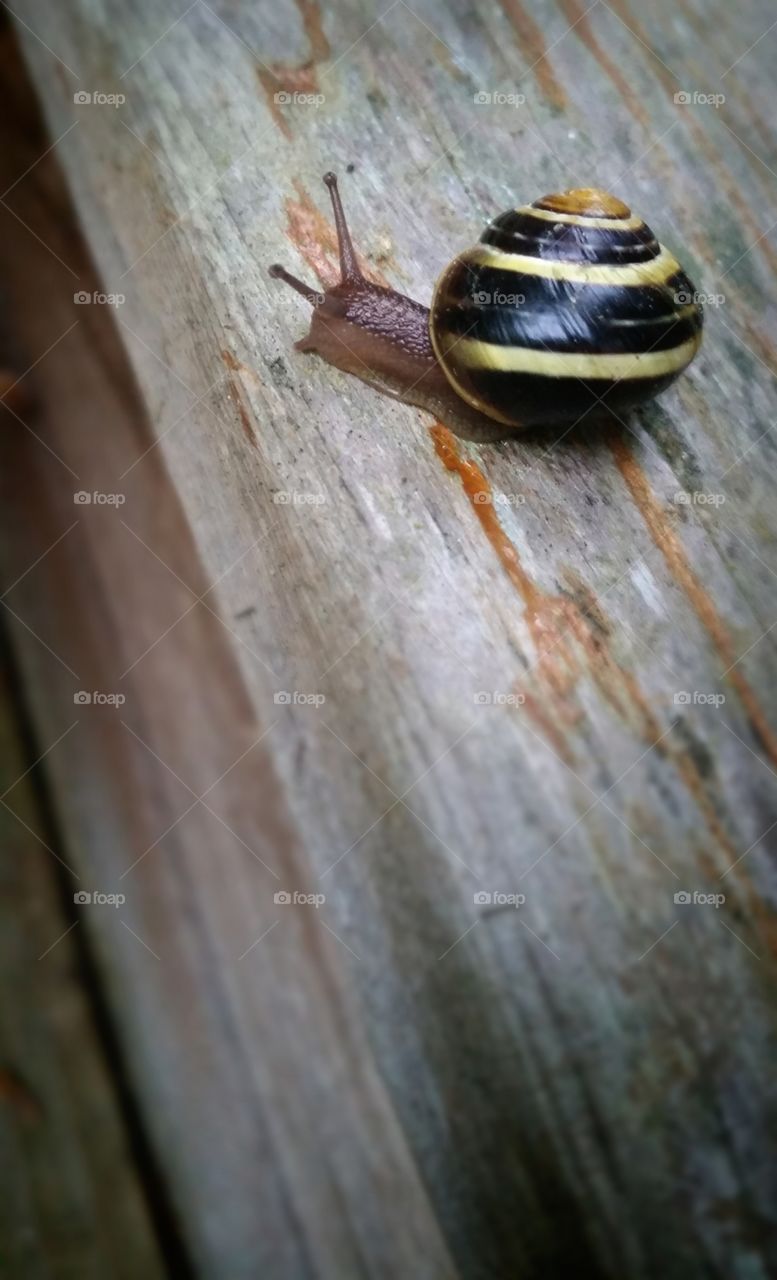 Snail on weathered wood.