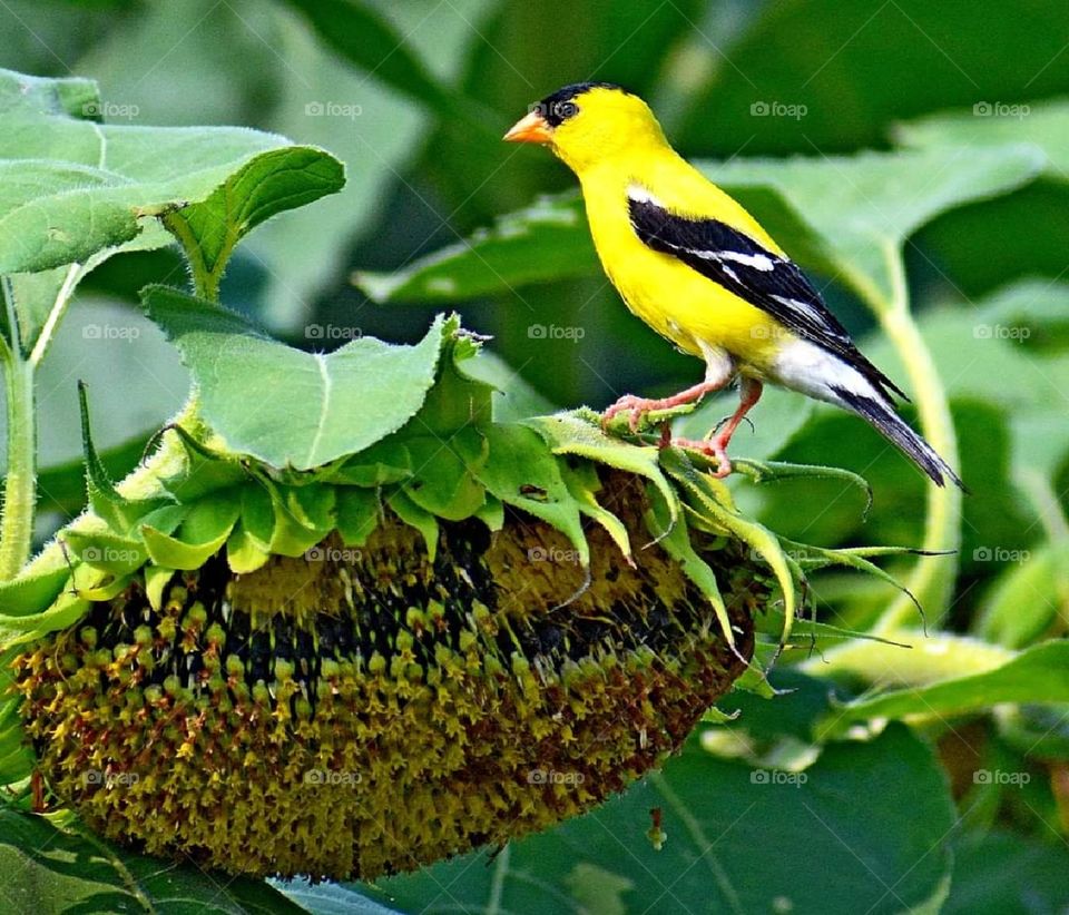 American Goldfich on Plant