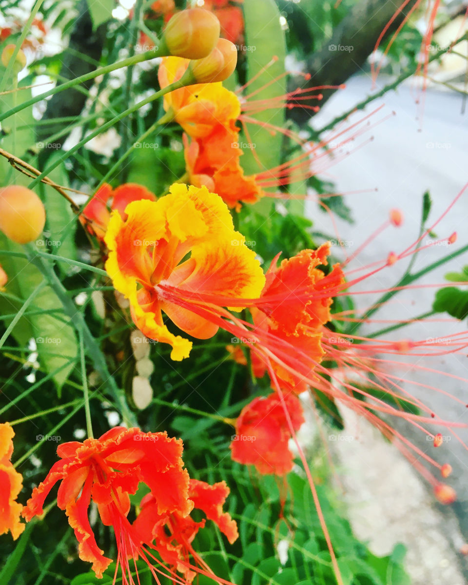 🌹 🇺🇸 Very beautiful flowers to brighten our day.  Live nature and its beauty. Did you like the delicate petals? / 🇧🇷 Flores muito bonitas para alegrar nosso dia. Viva a natureza e sua beleza. Gostaram das pétalas delicadas? 