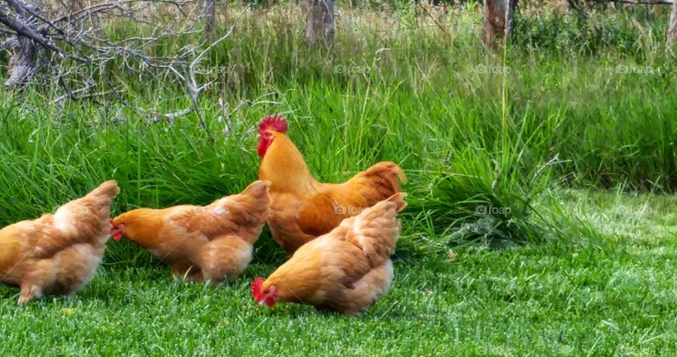 Buff Orpington Rooster and Hens