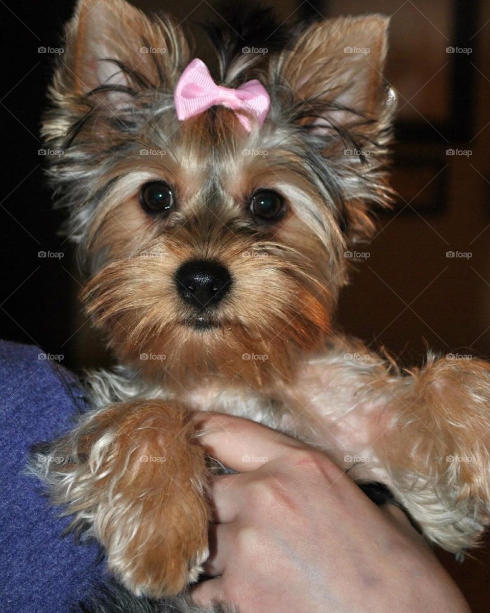 Maisy after a grooming