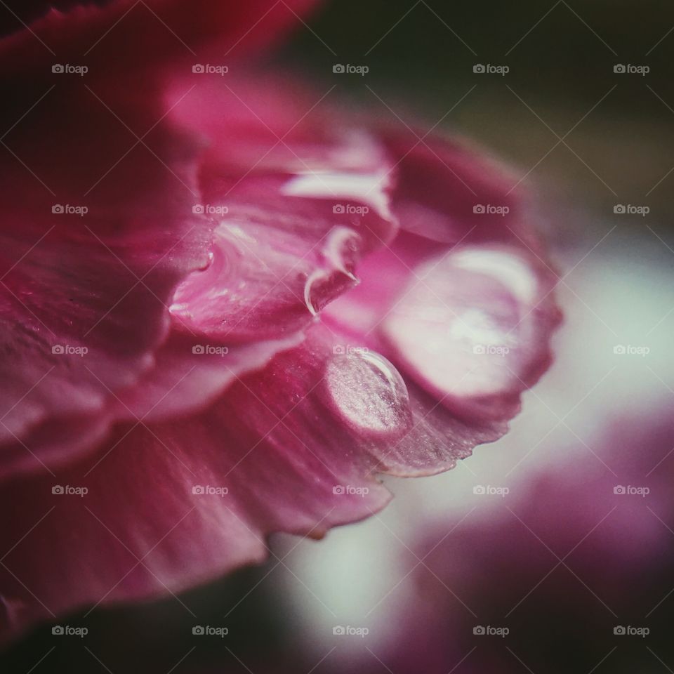 Water droplets on pink flower petal