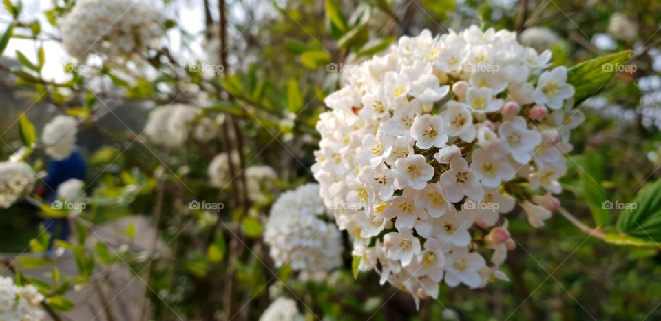 Beautiful flowers