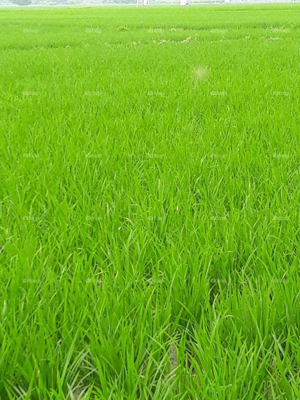 Purdy filled in Indian village