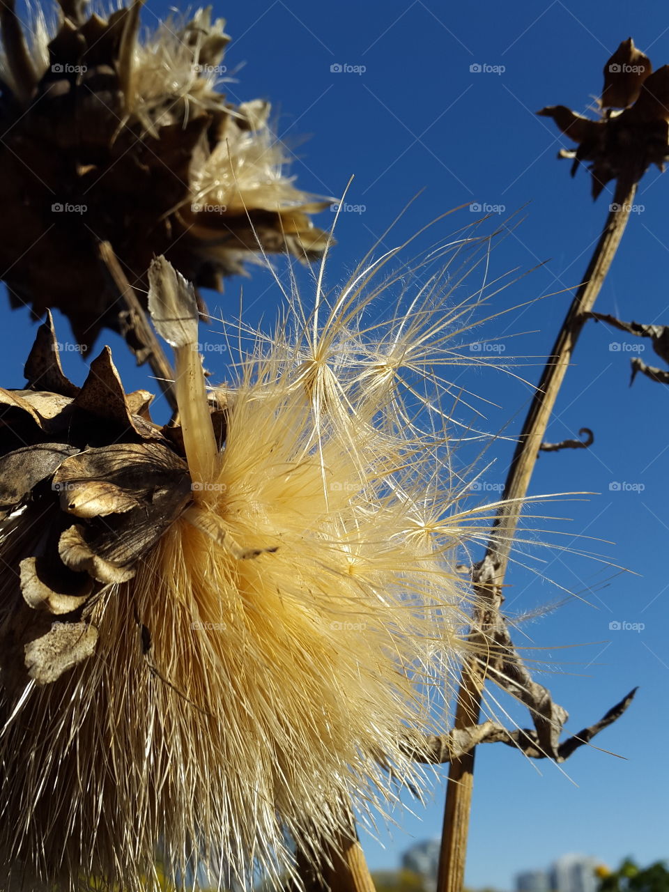 The escaping seeds of the thistles in all their glory