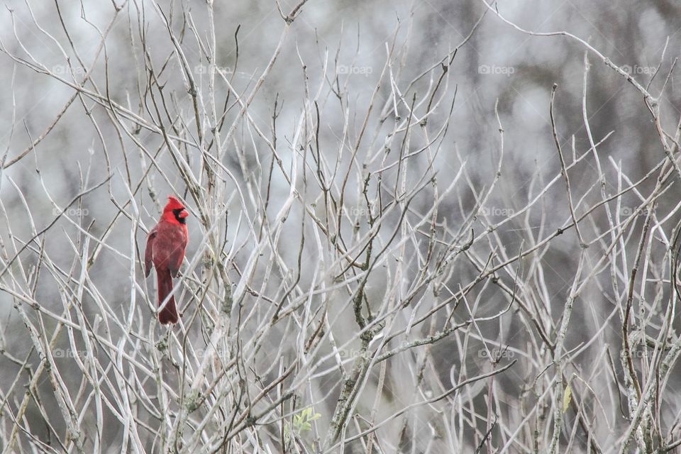 Red bird perching on tree branch