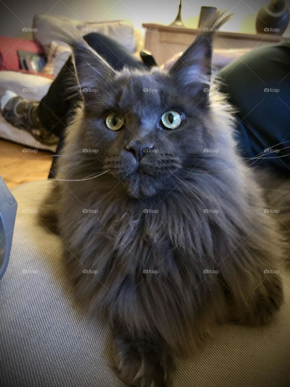 Maine coon