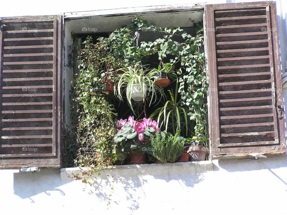 I love walking by windows with flowers and plants!  It is like unwrapping a present!  The contrast of the natural leaves to the geometry of the architecture is pleasing and the way the shadows dance on the building throughout the day is fun! 