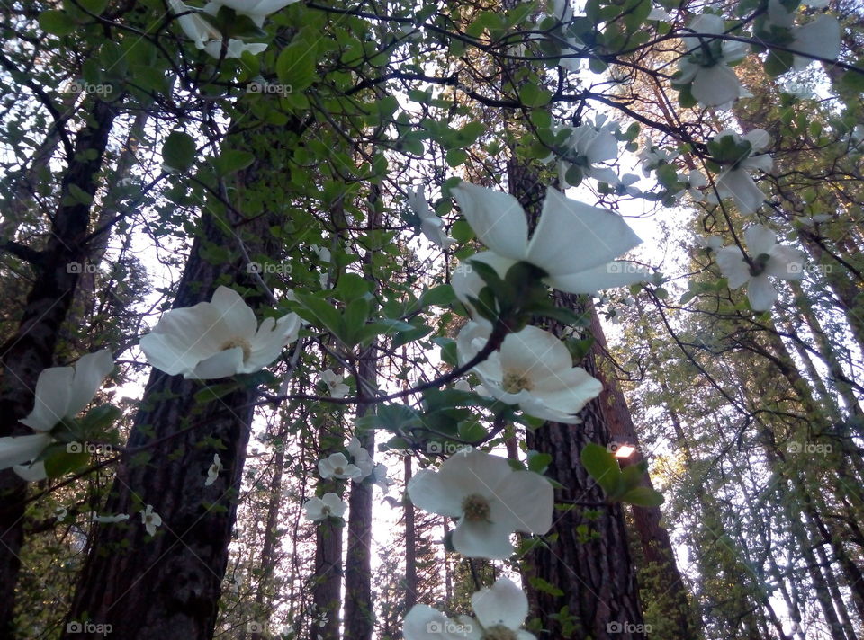 Flowers in the Forest