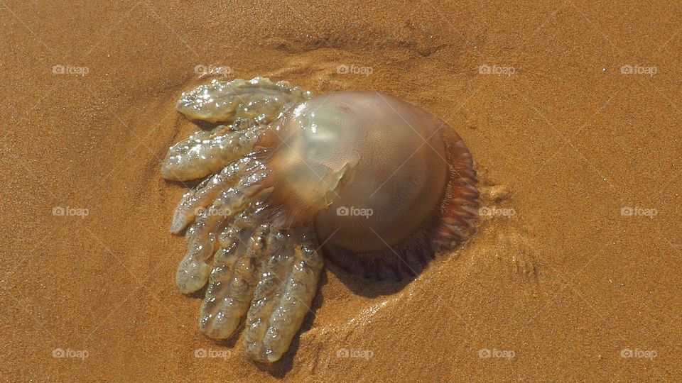 Jellyfish