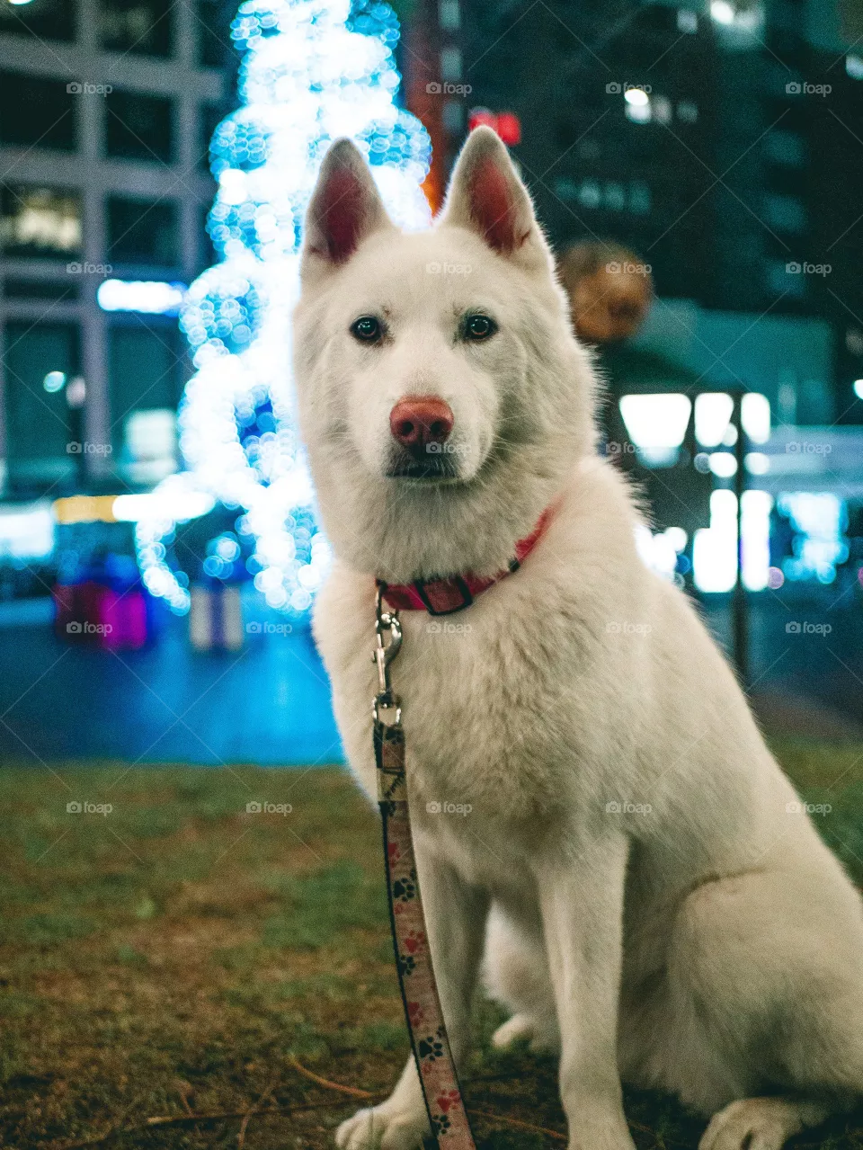 husky pictures