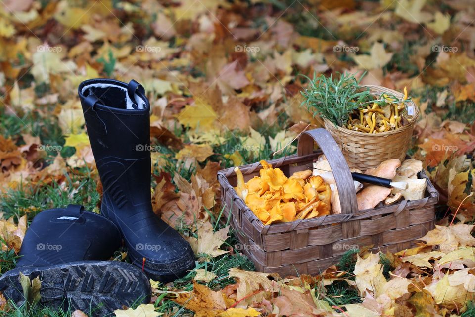 chantarelles, autumn