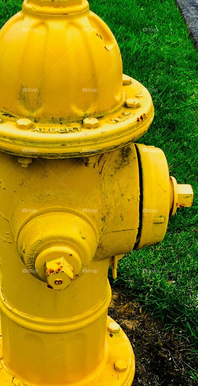 Yellow fire hydrant detail