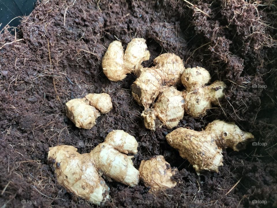 Picture of ginger seeds to be planted
