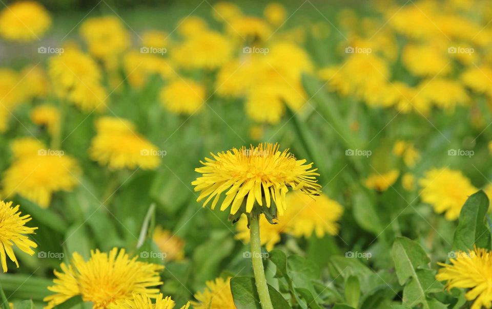 meadow with dandelion flowers