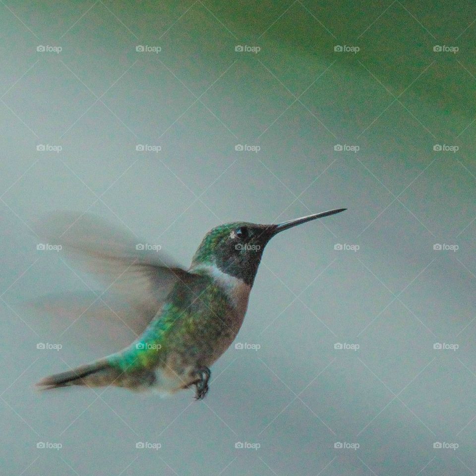 Hummingbird in Flight. Dinnertime at Sky Valley Resort, GA