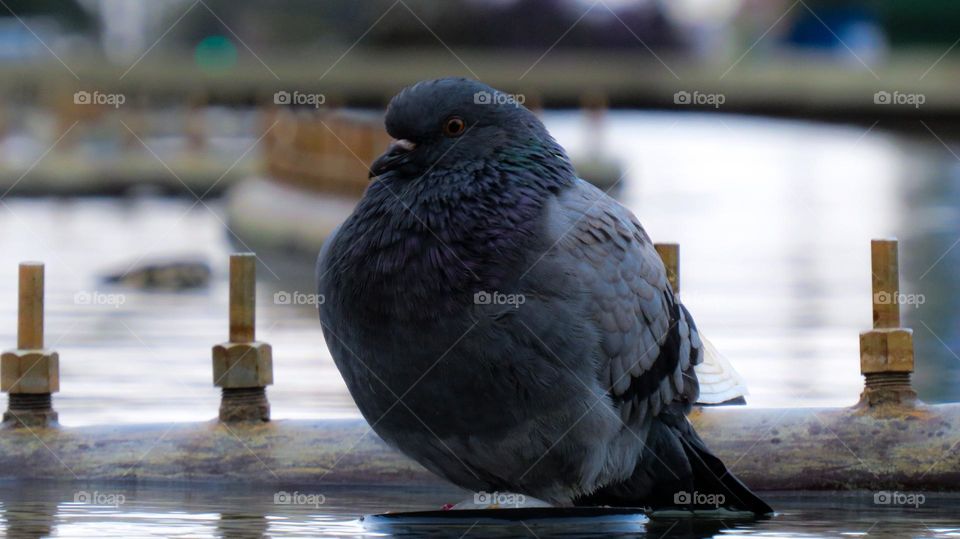 Pombo doméstico no chafariz da praça