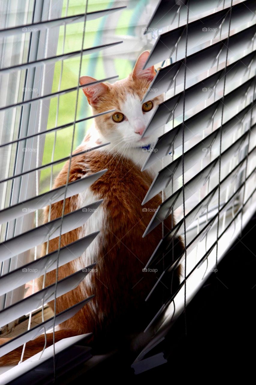 Cat in window blinds