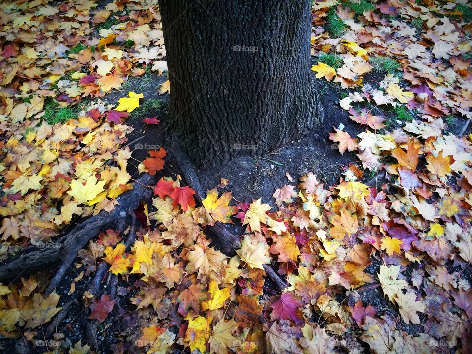 #1 Colorful fall