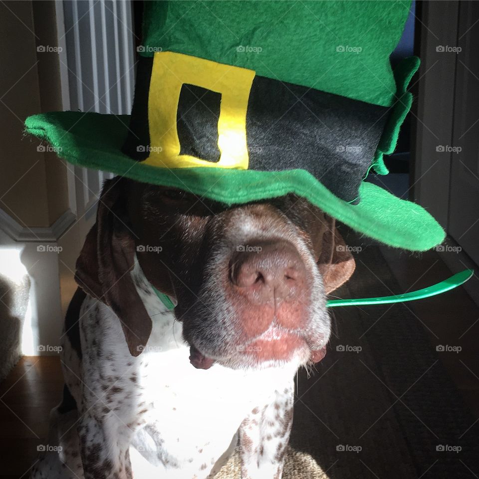 St. Patrick's Day dog 