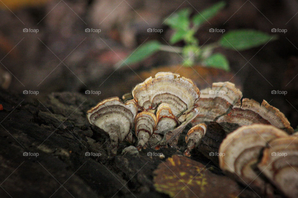 Fungus growing on a tree stump