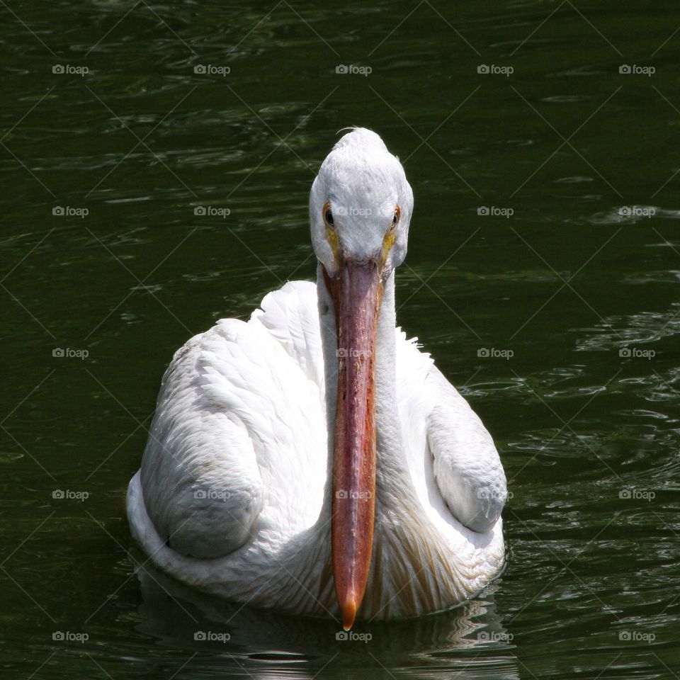 Pelican