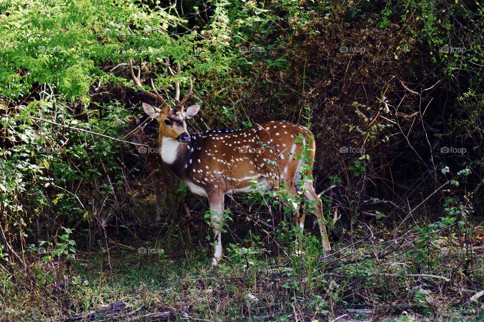 Dear Deer
I spotted this deer in the jungles of Sri Lanka