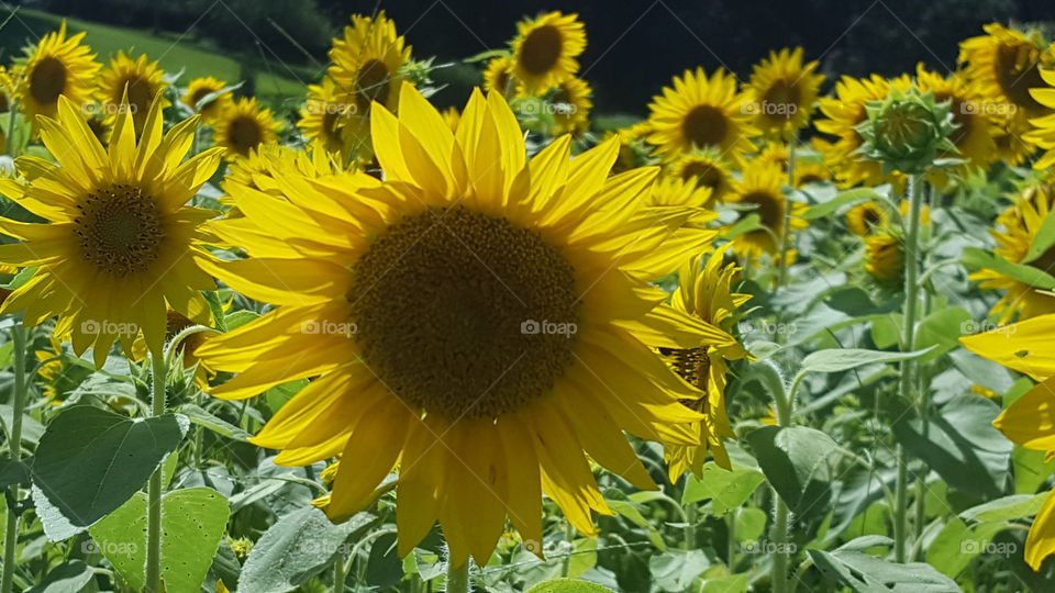 sunflowers