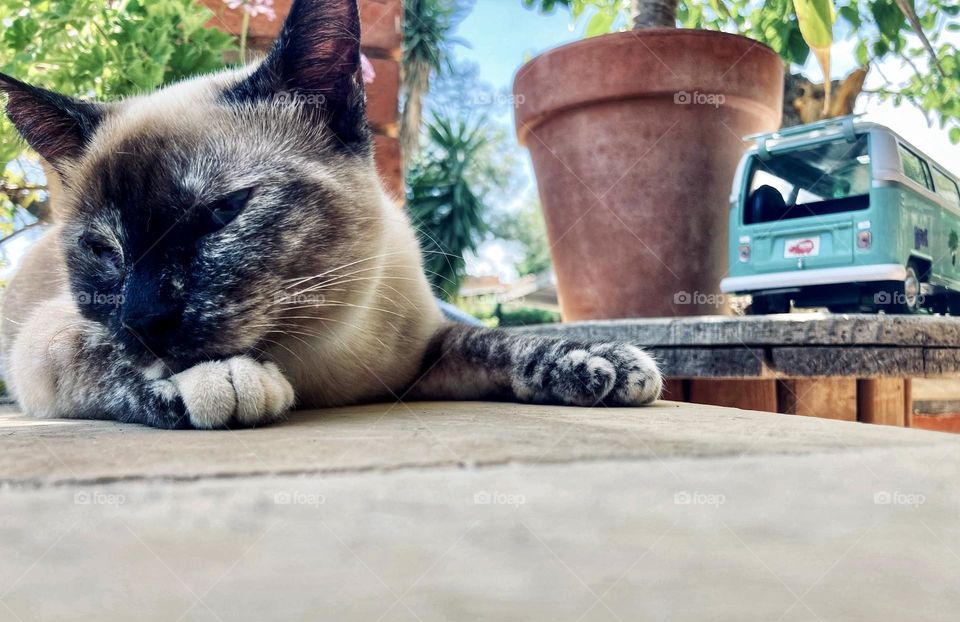 cat resting next to van and palm tree. Photo made from the ground to frog's eye view. 