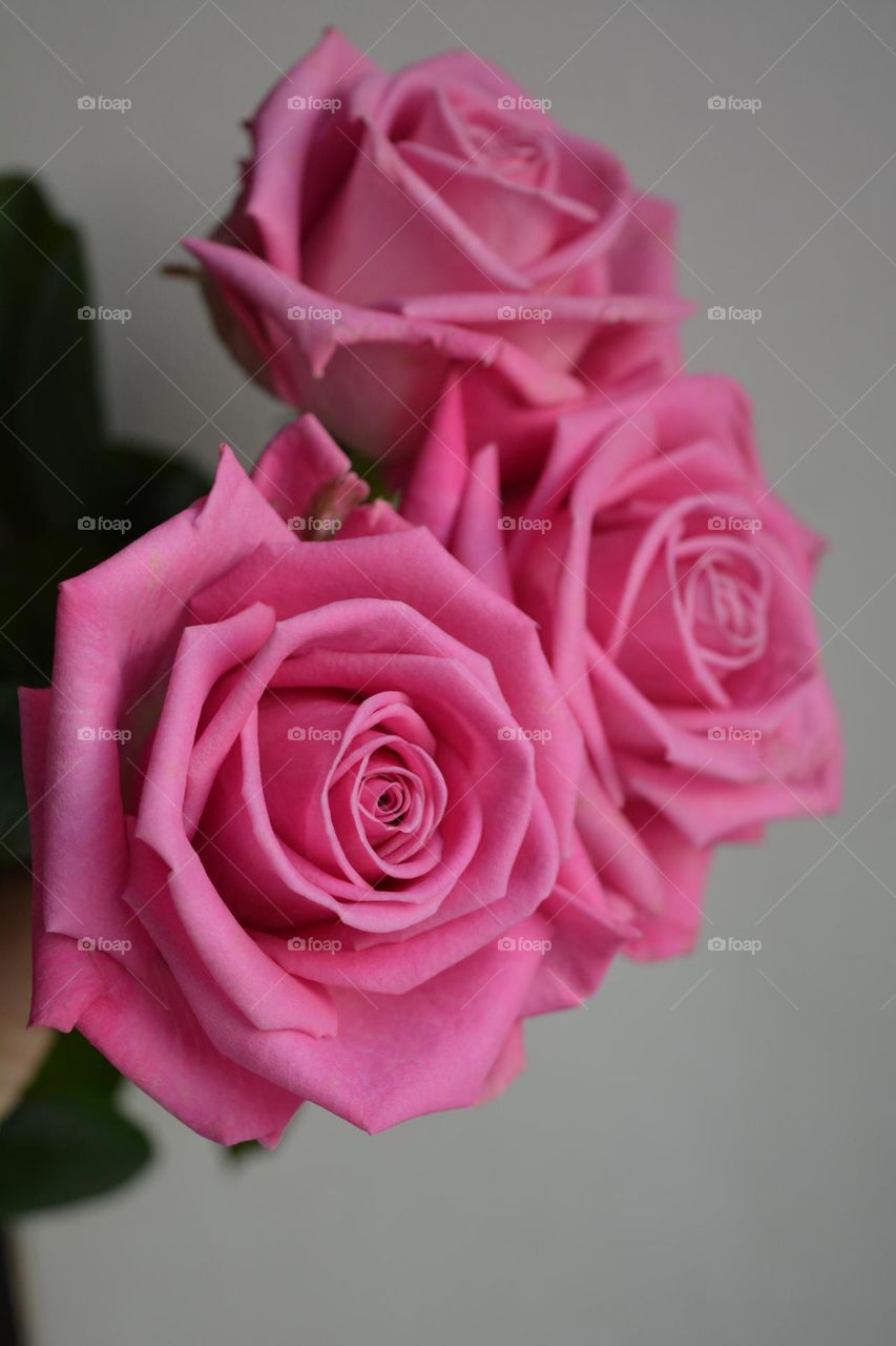 pink roses flowers, Barbie style