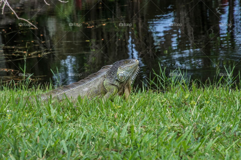 Florida living iguana style 